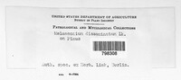 Melanconium disseminatum image